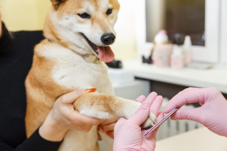 dog having its paw held