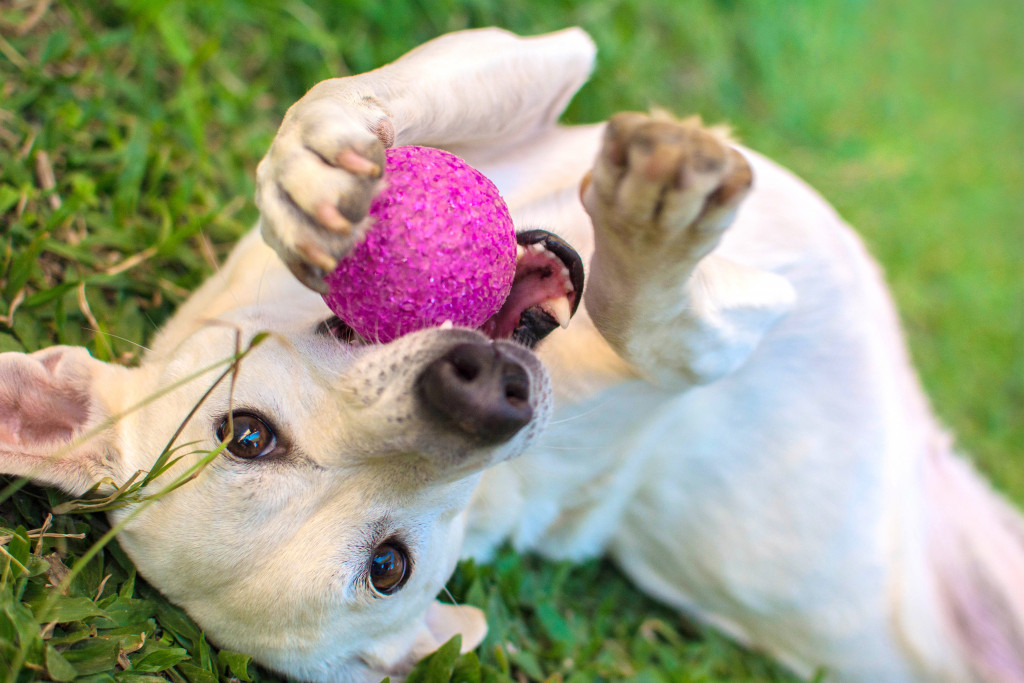Dog biting a ball