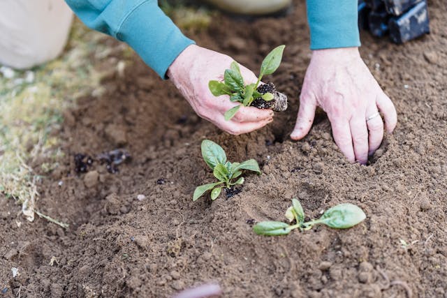 Person Planting a Green Plant on the Soil
