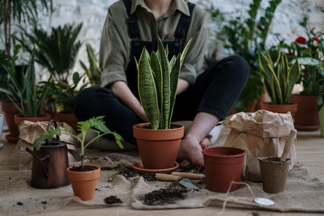Person Sitting Near Potted Plants
